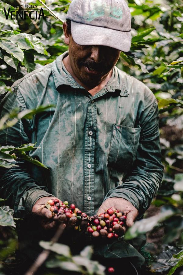 Hacienda Venecia Coffee Farm Hotel San Peregrino Zewnętrze zdjęcie