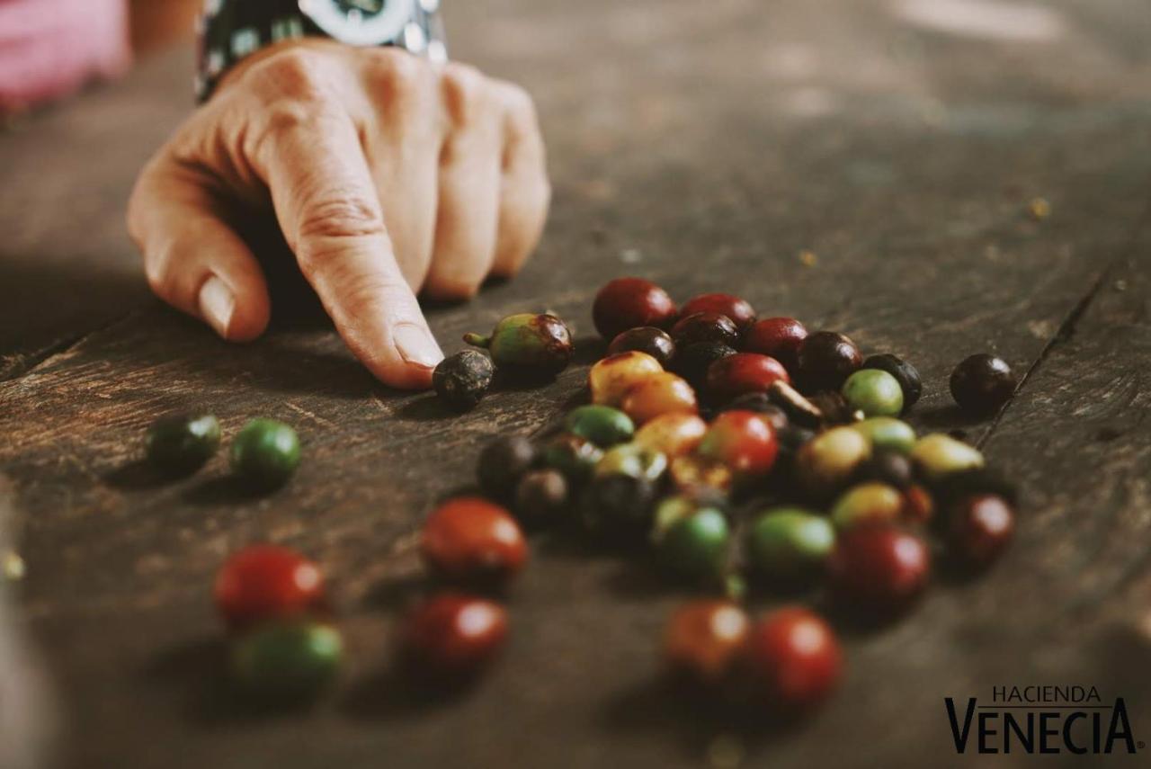 Hacienda Venecia Coffee Farm Hotel San Peregrino Zewnętrze zdjęcie